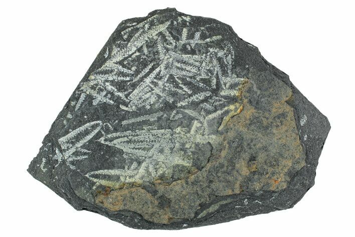 Fossil Graptolite Cluster (Didymograptus) - Wales #242401